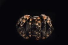 Mexican Red Knee Tarantula (Brachypelma Smithi), captive, Mexico, North America-Janette Hill-Photographic Print