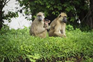 Mother and Baby Yellow Baboon (Papio Cynocephalus), South Luangwa National Park, Zambia, Africa by Janette Hill