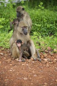 Mother and Baby Yellow Baboon (Papio Cynocephalus), South Luangwa National Park, Zambia, Africa by Janette Hill