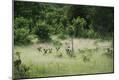 Photographic Print