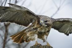 Red Tailed Hawk, an American Raptor, Bird of Prey, United Kingdom, Europe-Janette Hill-Photographic Print