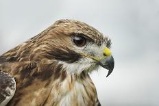 Red-Tailed Hawk (Buteo Jamaicensis), Bird of Prey, England, United Kingdom-Janette Hill-Photographic Print