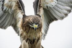 Barn Owl (Tyto Alba), Herefordshire, England, United Kingdom-Janette Hill-Photographic Print