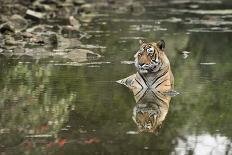 Ustaad, T24, Royal Bengal Tiger (Tigris Tigris), Ranthambhore, Rajasthan, India-Janette Hill-Photographic Print