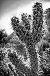 Palm Spring-Janice Sullivan-Framed Premier Image Canvas