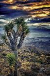 Joshua Tree Sunset-Janice Sullivan-Framed Giclee Print