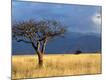 Photographic Print