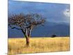 Photographic Print