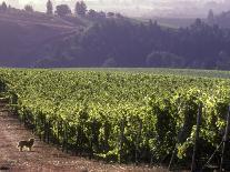 Vineyard from Artesa Winery, Los Carneros, Napa Valley, California-Janis Miglavs-Photographic Print