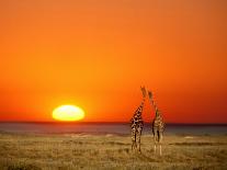 Giraffes Stretch their Necks at Sunset, Ethosha National Park, Namibia-Janis Miglavs-Photographic Print