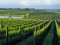 Grapevines in Rows, Napa Valley, California-Janis Miglavs-Photographic Print