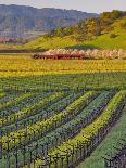 Grapevines in Rows, Napa Valley, California-Janis Miglavs-Photographic Print