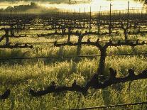 Sunrise in Distant Fog, Carnaros, Napa Valley, California, USA-Janis Miglavs-Photographic Print