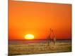 Photographic Print
