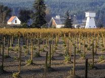 Sunrise in Distant Fog, Carnaros, Napa Valley, California, USA-Janis Miglavs-Photographic Print