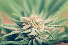 Cannabis Flowering-JanMika-Photographic Print