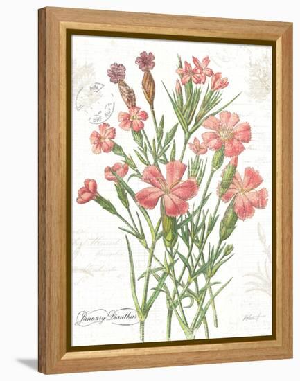 January Dianthus on White-Katie Pertiet-Framed Stretched Canvas