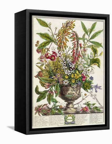 January, from Twelve Months of Flowers, by Robert Furber-Pieter Casteels-Framed Premier Image Canvas