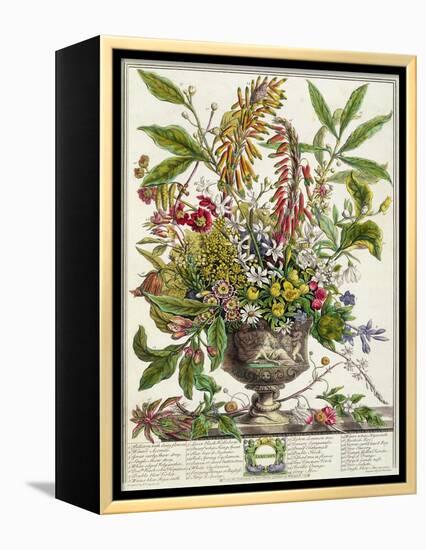 January, from Twelve Months of Flowers, by Robert Furber-Pieter Casteels-Framed Premier Image Canvas