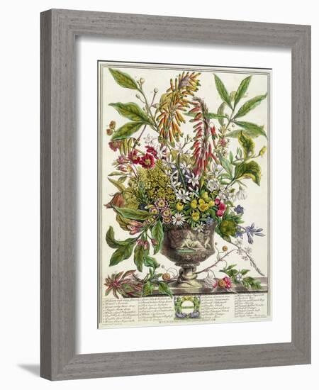 January, from Twelve Months of Flowers, by Robert Furber-Pieter Casteels-Framed Giclee Print