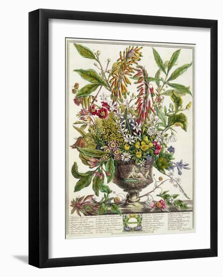 January, from Twelve Months of Flowers, by Robert Furber-Pieter Casteels-Framed Giclee Print