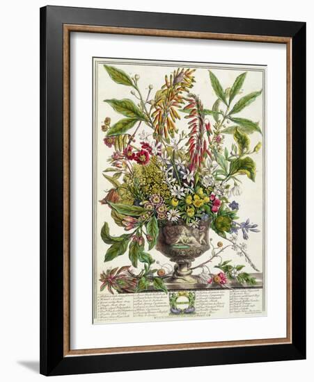 January, from Twelve Months of Flowers, by Robert Furber-Pieter Casteels-Framed Giclee Print