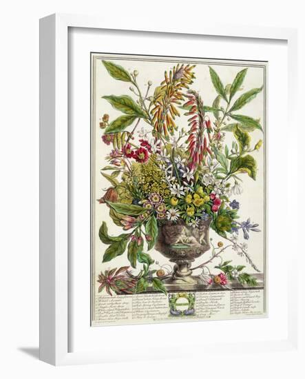 January, from Twelve Months of Flowers, by Robert Furber-Pieter Casteels-Framed Giclee Print