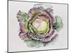 January King Cabbage-Alison Cooper-Mounted Giclee Print