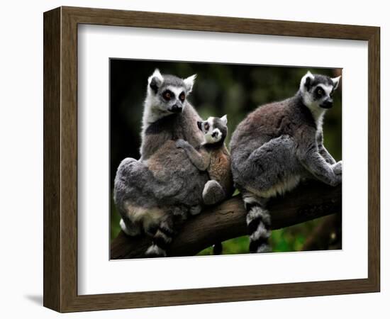 Japan Animal Lemur-Itsuo Inouye-Framed Premium Photographic Print