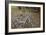 Japan Bicycle #10-Alan Blaustein-Framed Photographic Print