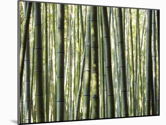 Japan, Chubu Region, Kyoto, Arashiyama, Close Up of a Bamboo Forest-Nick Ledger-Mounted Photographic Print