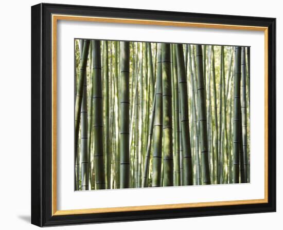 Japan, Chubu Region, Kyoto, Arashiyama, Close Up of a Bamboo Forest-Nick Ledger-Framed Photographic Print