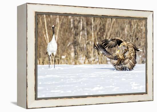 Japan, Hokkaido, Fighting Eagles-Hollice Looney-Framed Premier Image Canvas