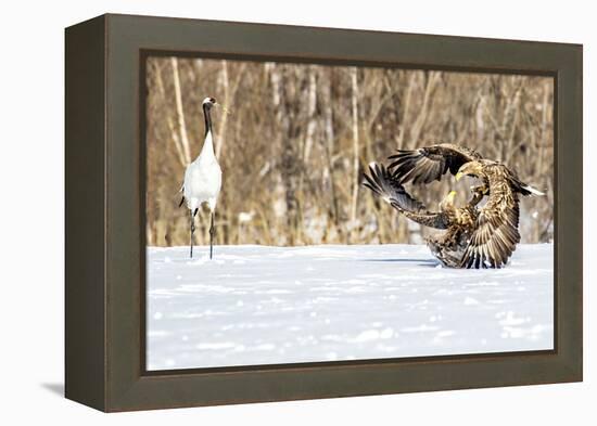Japan, Hokkaido, Fighting Eagles-Hollice Looney-Framed Premier Image Canvas