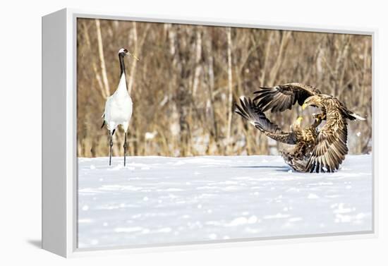 Japan, Hokkaido, Fighting Eagles-Hollice Looney-Framed Premier Image Canvas