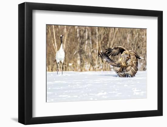 Japan, Hokkaido, Fighting Eagles-Hollice Looney-Framed Photographic Print