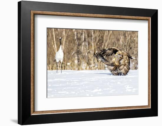 Japan, Hokkaido, Fighting Eagles-Hollice Looney-Framed Photographic Print