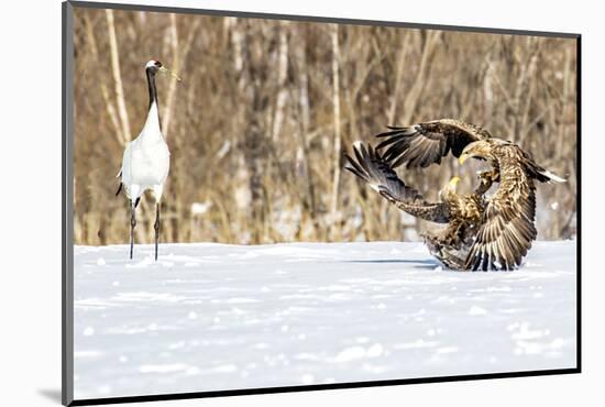 Japan, Hokkaido, Fighting Eagles-Hollice Looney-Mounted Photographic Print