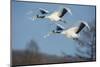 Japan, Hokkaido. Japanese cranes flying.-Jaynes Gallery-Mounted Photographic Print