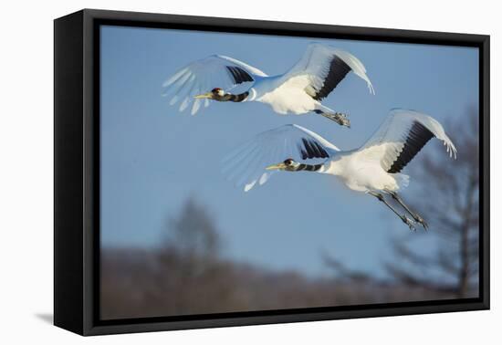 Japan, Hokkaido. Japanese cranes flying.-Jaynes Gallery-Framed Premier Image Canvas