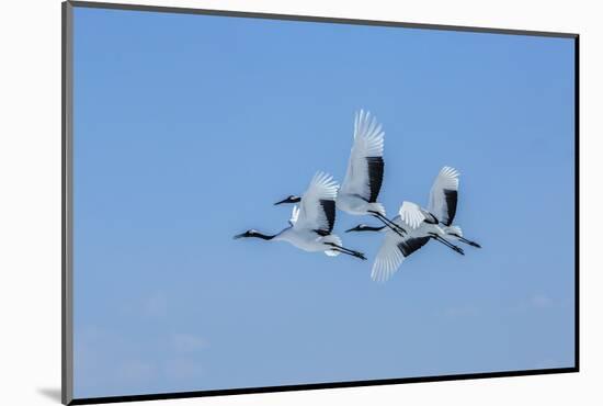 Japan, Hokkaido. Japanese cranes flying.-Jaynes Gallery-Mounted Photographic Print