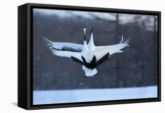 Japan, Hokkaido. Japanese cranes in mating dance.-Jaynes Gallery-Framed Premier Image Canvas