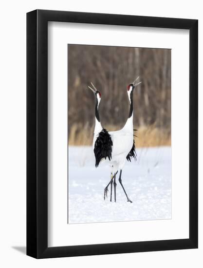 Japan, Hokkaido, Japanese Red-Crowned Cranes-Hollice Looney-Framed Photographic Print