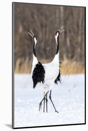 Japan, Hokkaido, Japanese Red-Crowned Cranes-Hollice Looney-Mounted Photographic Print