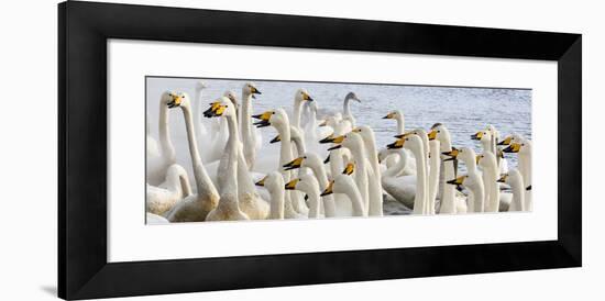 Japan, Hokkaido, Lake Kussharo. Flock of Whooper Swans-Hollice Looney-Framed Photographic Print