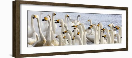 Japan, Hokkaido, Lake Kussharo. Flock of Whooper Swans-Hollice Looney-Framed Photographic Print