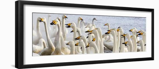 Japan, Hokkaido, Lake Kussharo. Flock of Whooper Swans-Hollice Looney-Framed Photographic Print