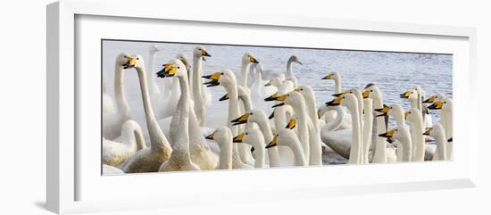 Japan, Hokkaido, Lake Kussharo. Flock of Whooper Swans-Hollice Looney-Framed Photographic Print