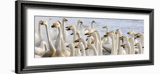 Japan, Hokkaido, Lake Kussharo. Flock of Whooper Swans-Hollice Looney-Framed Photographic Print