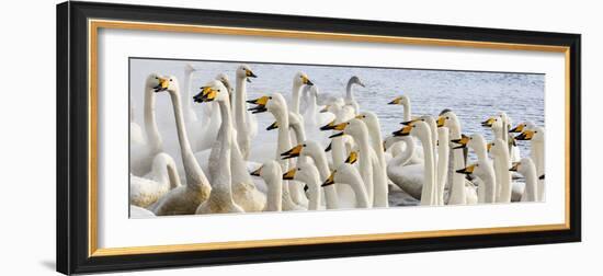 Japan, Hokkaido, Lake Kussharo. Flock of Whooper Swans-Hollice Looney-Framed Photographic Print